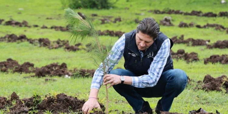 Gobierno Morelia, cerca de plantar 1 millón de árboles