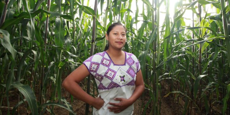 Continuidad de Zoé Robledo, saludable para el IMSS y derechohabientes: Celeste Ascencio