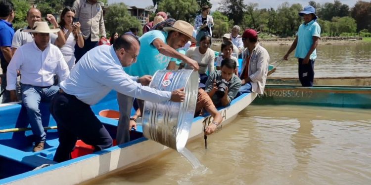 Arranca Gobierno estatal siembra de 50 mil crías de pescado blanco en el lago de Pátzcuaro