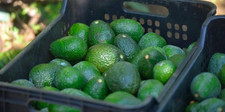 Michoacán produce el 75 % del aguacate mexicano: Sader