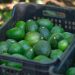 Michoacán produce el 75 % del aguacate mexicano: Sader