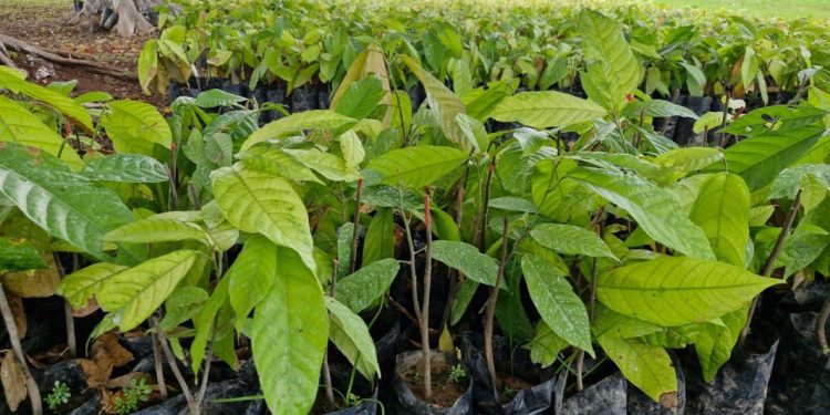 Michoacán tiene las condiciones idóneas para la producción de cacao: Sader