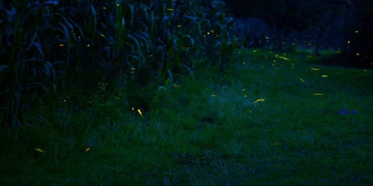 Luciérnagas, el espectáculo natural para disfrutar este verano en Michoacán