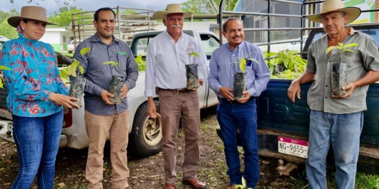 Sader apuesta a extender el cultivo de cacao en Michoacán