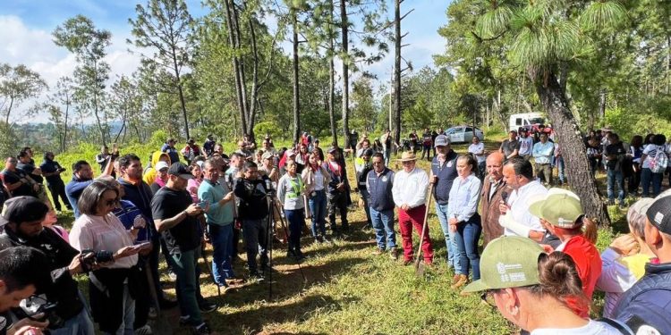 Reforestan cerro Blanco, área protegida para la conservación del lago de Pátzcuaro