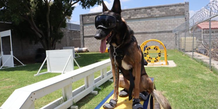 Embajada de EUA dona a SSP equipamiento médico y de adiestramiento canino