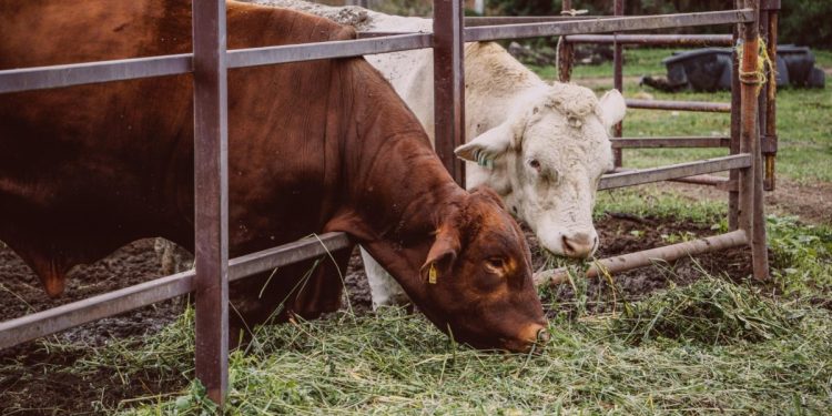 Entregará Sader vacunas gratuitas y pomada vampírica a ganaderos de 12 municipios