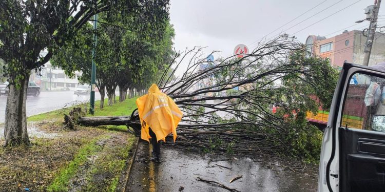 Retira ayuntamiento árbol que cayó sobre libramiento