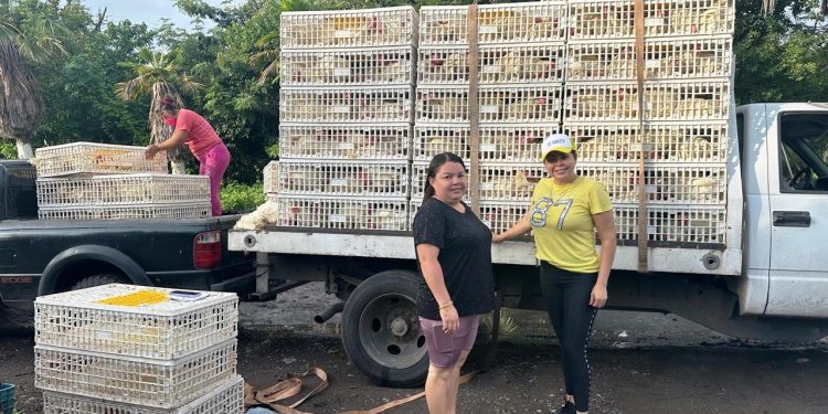 Julisa Farías reitera compromiso social con la entrega de más de 2 mil 500 paquetes de gallinas ponedoras