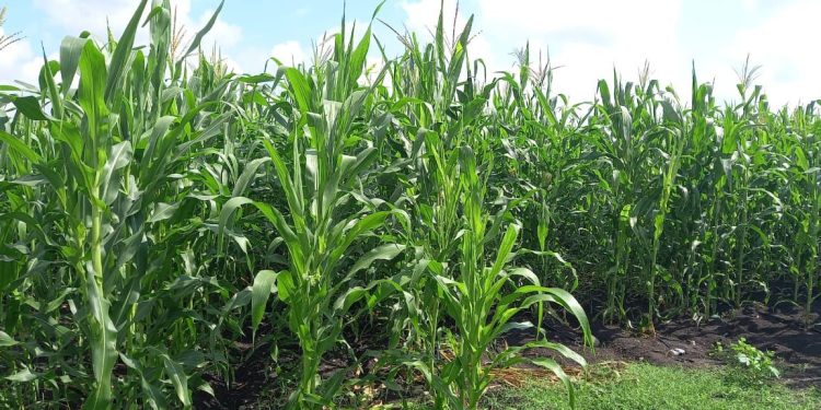 Entregará Sader 13 toneladas de semilla de maíz a albergues escolares