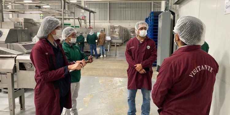 Estos son los criterios para certificar las huertas de aguacate