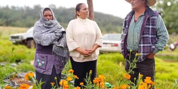 Promueve Gobierno de Quiroga el consumo de cempasúchil del programa Sembrando Vida