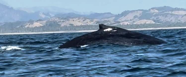 ¡Espectacular! Llegan ballenas a costas de Michoacán