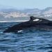 ¡Espectacular! Llegan ballenas a costas de Michoacán