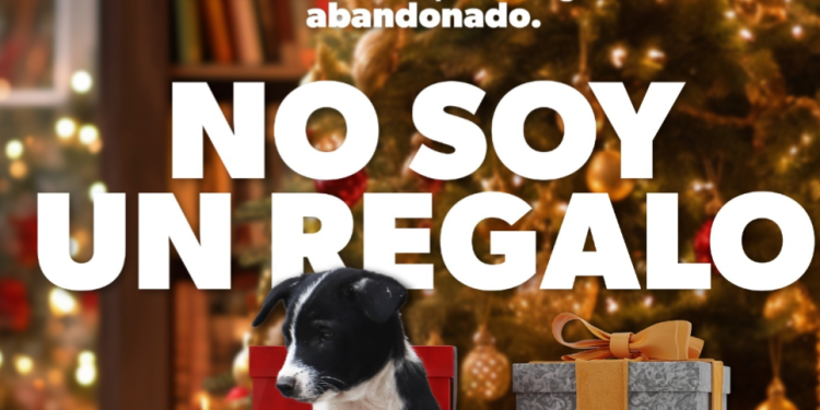 Por esta razón no debes regalar mascotas en Navidad