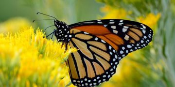 Vive la magia de la Mariposa Monarca en Michoacán