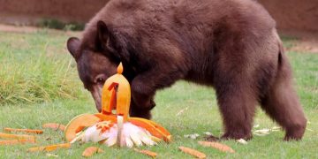 Osito negro del Zoológico de Morelia cumple un año y festeja a lo grande