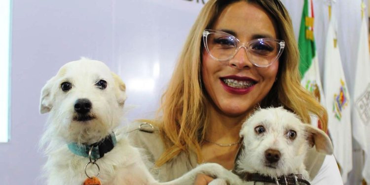 ¿Quieres un michi o lomito? Icatmi anuncia feria de la adopción en Morelia