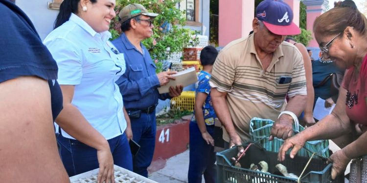 Ayuntamiento de Apatzingán realiza la segunda entrega de pollas de traspatio.