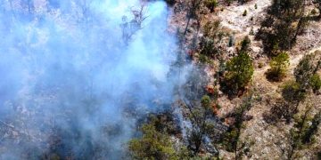 Apagan brigadas 14 incendios forestales en Michoacán: Cofom
