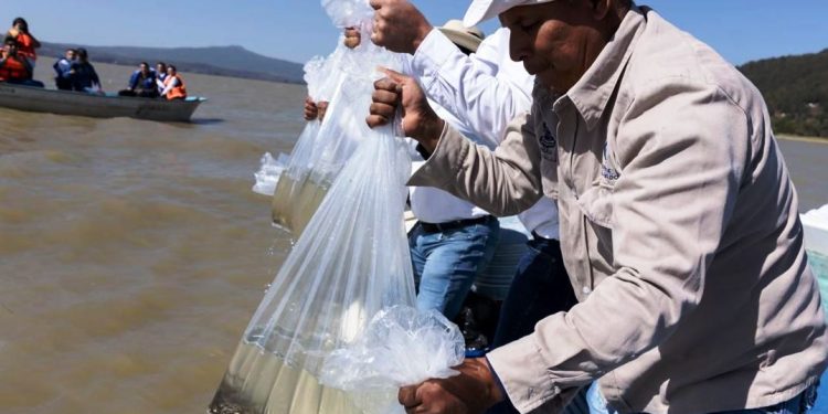 Pescado blanco en vías de obtener protección de indicación geográfica: ICTI