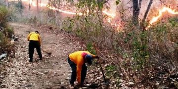 Brigadas atienden 3 incendios en Cotija, Maravatío y Tuxpan: Cofom