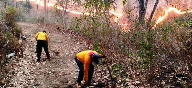 Brigadas atienden 3 incendios en Cotija, Maravatío y Tuxpan: Cofom