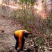 Brigadas atienden 3 incendios en Cotija, Maravatío y Tuxpan: Cofom