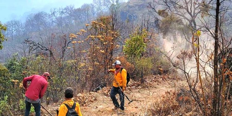 Brigadas de Cofom atienden incendio forestal en Tacámbaro