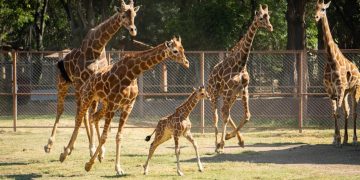 ¡Ya puedes visitar a la bebé jirafa del Zoológico de Morelia!