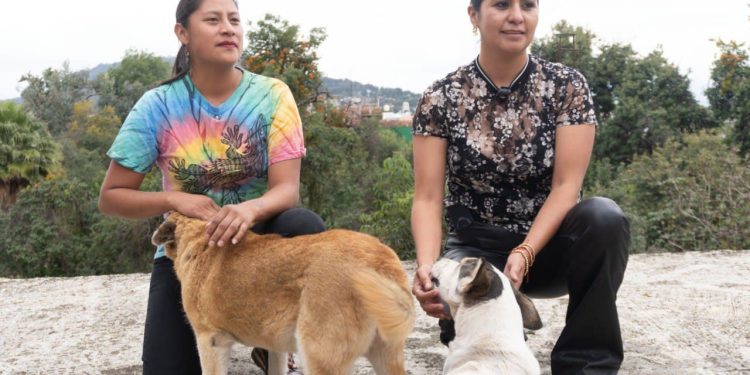 Celeste Ascencio busca el bienestar animal en Michoacán