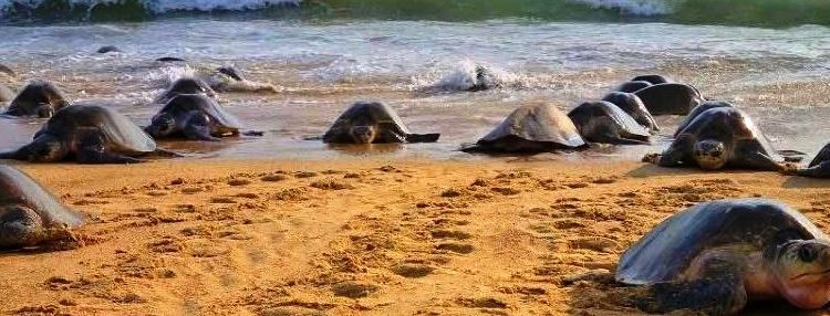 Playas de Michoacán, escenario de migración y nacimiento de tortugas marinas: Sectur