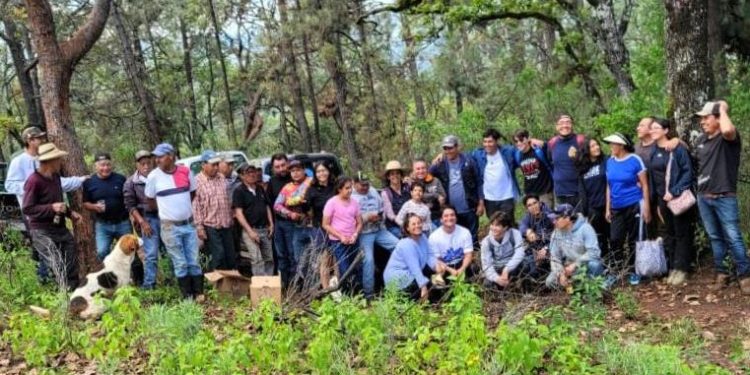 Acción Juvenil se suma a reforestación en oriente michoacano