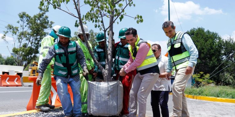 SCOP reubica más de 100 árboles por obra de distribuidor salida a Pátzcuaro