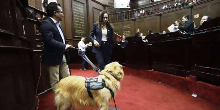 Congreso del Estado aprueba que personas con discapacidad se desplacen libremente con animales de asistencia