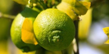 Más de 10 mil productores agropecuarios beneficiados con Plan Michoacán: Sader