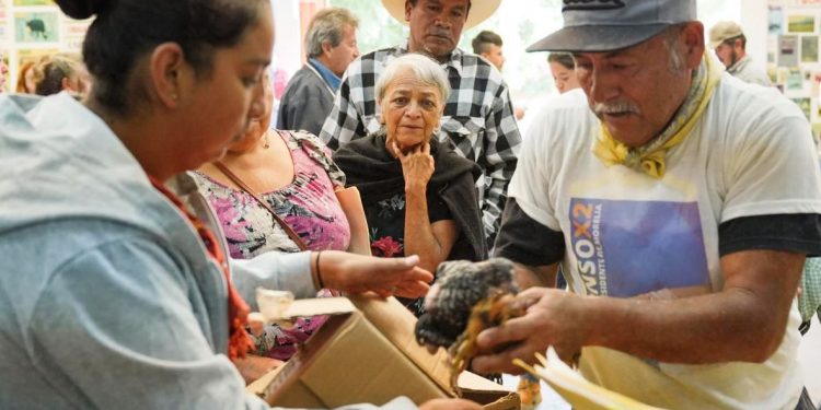 Agrosano ha entregado 150 mil aves e insumos para la soberanía alimentaria de 15 mil familias: Sader