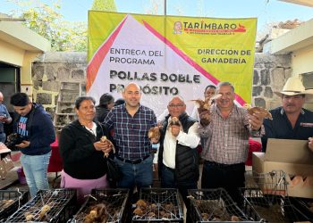 CONTINÚAN LOS PROGRAMAS SOCIALES EN TARÍMBARO: ENTREGAN POLLITAS DOBLE PROPÓSITO A FAMILIAS DEL MUNICIPIO