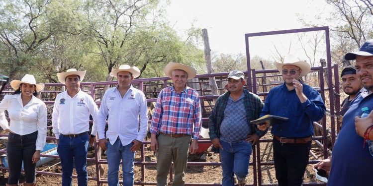 Productores ganaderos de Tierra Caliente instalan corrales metálicos: Sader