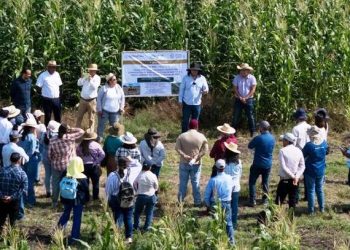 Productores y escuelas rurales reciben apoyo de maíz con alto contenido proteico: Sader