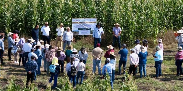 Productores y escuelas rurales reciben apoyo de maíz con alto contenido proteico: Sader