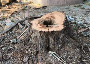 Retiran árboles secos para evitar riesgos en la Plazuela del Santuario de Pátzcuaro