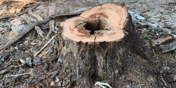 Retiran árboles secos para evitar riesgos en la Plazuela del Santuario de Pátzcuaro