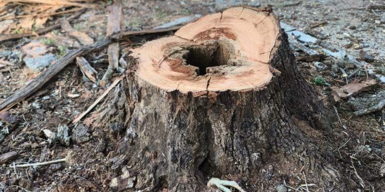 Retiran árboles secos para evitar riesgos en la Plazuela del Santuario de Pátzcuaro