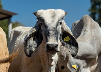 El caso de gusano barrenador en Michoacán, no afecta al sector: Sader