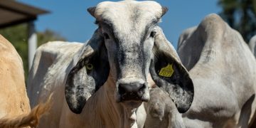 El caso de gusano barrenador en Michoacán, no afecta al sector: Sader