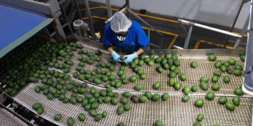 Con Guardián Forestal, suman mil predios denunciados por deforestación en Michoacán: Secma