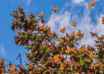 Enero y febrero, los mejores meses para vivir la magia de la Monarca en Michoacán: Sectur