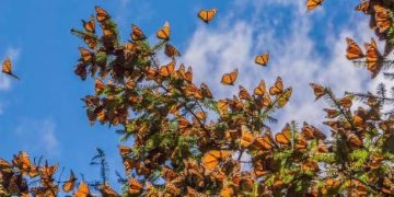 Enero y febrero, los mejores meses para vivir la magia de la Monarca en Michoacán: Sectur