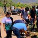 Estudiantes del Cecytem realizan jornada de reforestación en Tiquicheo